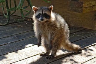 Дарина Илиева