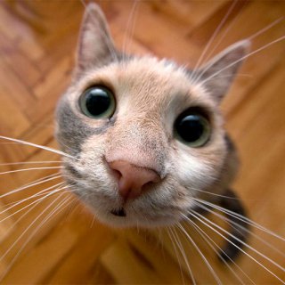 Деница Станева