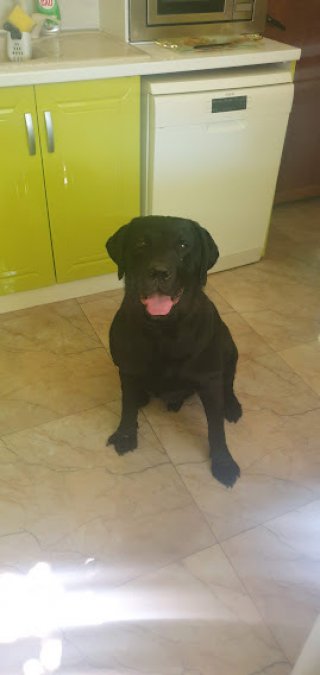 Камелия Николова