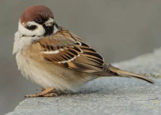 Надежда Шаповалова