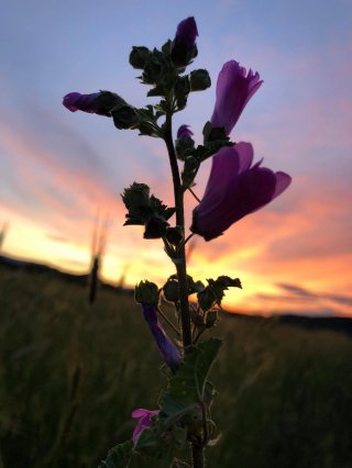 Габриела Христова