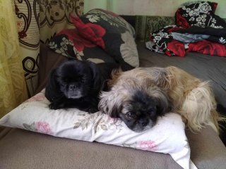 Нина  Донкова-Рупчанска