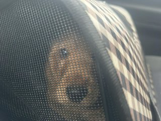 Диляна Илиева