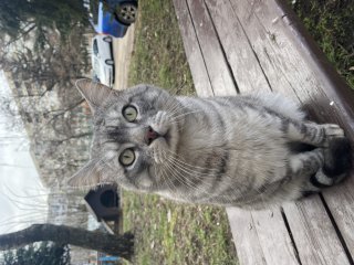 Кристин Миткова