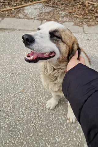 Михаела Кобакова