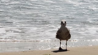 Марин Филков