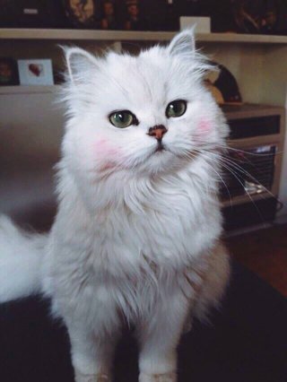 Дени  Стойчев