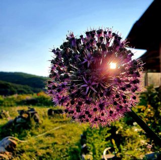 Атанаска Герасимова