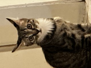 Снежи Шпиталова