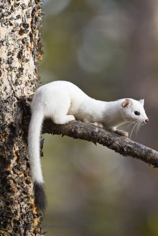 Ралица Севова