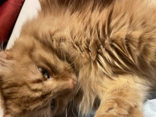 Беатрис Петрова