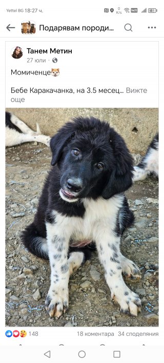 Ваня Васева