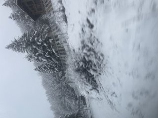 Росалина Терзиева