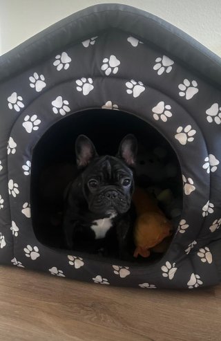 Светла Ангелова