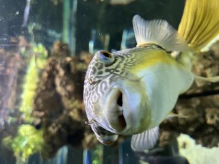 Кристина Христозова