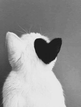 Иванка Шилева