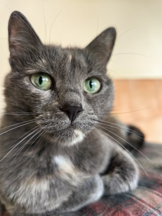 Цветелина Евтимова