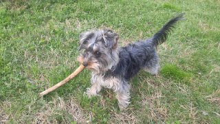 Анелия Шикова