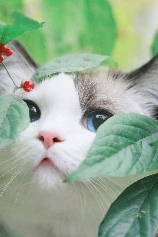 Диана Михова