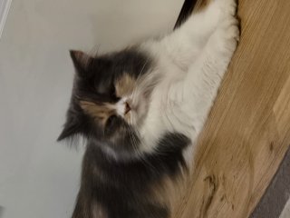 Кристияна Гаджанова