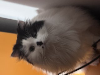 Донна Петрова