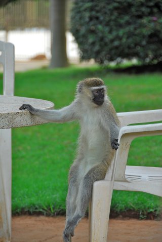 Елена Йорданова