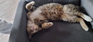 Саманта Арабаджиева