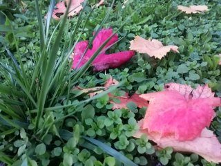 Калина  Караджова