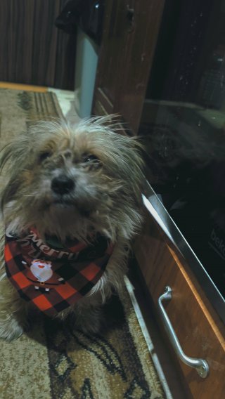 Елена  Церянова