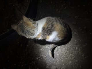 Мирослава  Дапкова