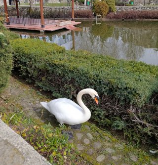 Петя Ташева