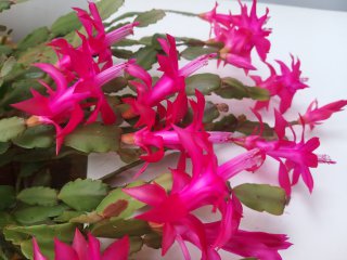 Яница Чакърова Яница Чакърова