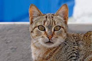 Преслава Канарова