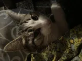 Ивана Михайловна