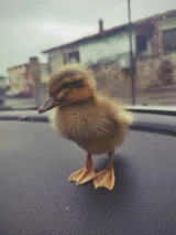 Венета Стойчева