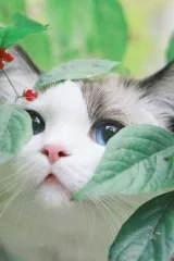 Диана Михова