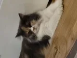 Кристияна Гаджанова