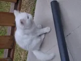 Калина Рачева