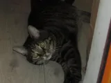 Майкъл Иванов